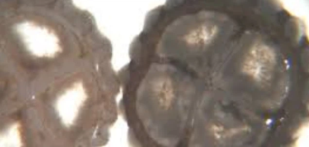 news-636-303 news-636-303